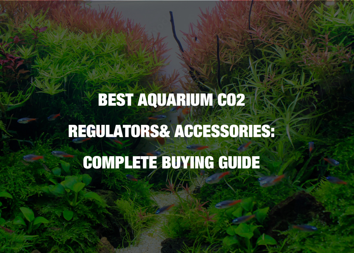 Best Aquarium CO2 Regulators& Accessories: Complete Buying Guide